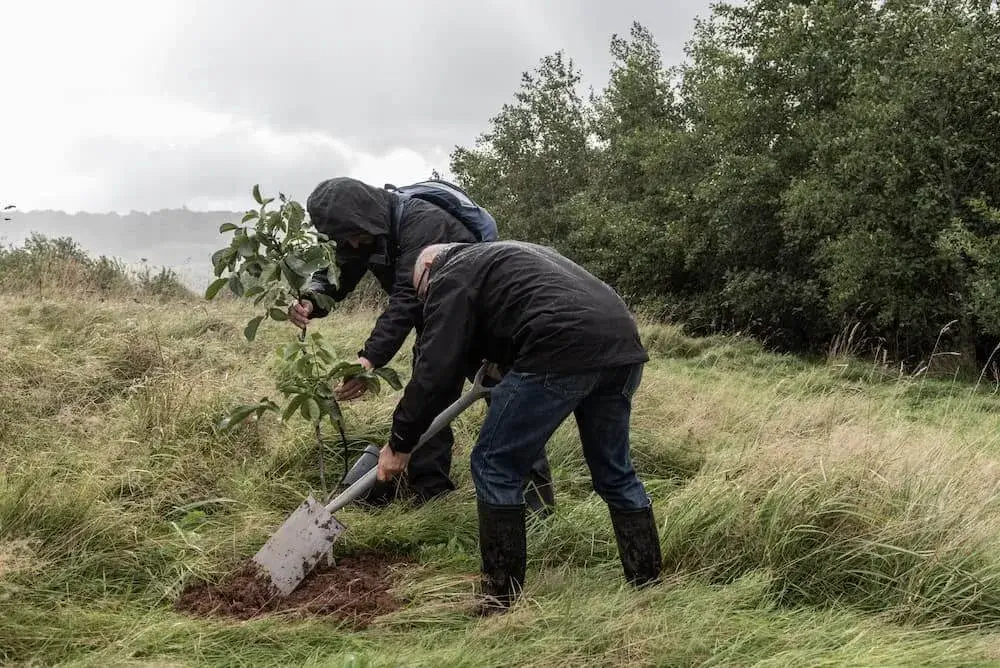 Two men in a field using a spade to dig a hole and plant a tree sapling.